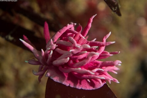 Okenia rosacea (Hopkins' Rose Nudibranch)