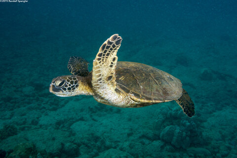 Chelonia mydas (Green Sea Turtle)