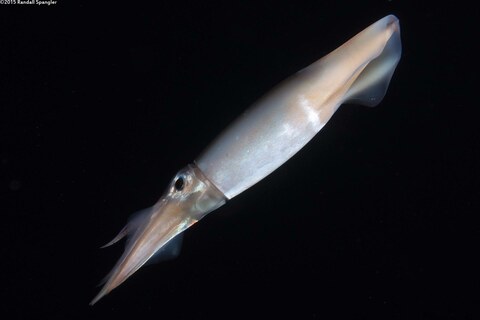 Squid that got stuck in my BCD during a black water dive