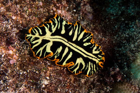 Pseudoceros dimidiatus (Divided Flatworm)