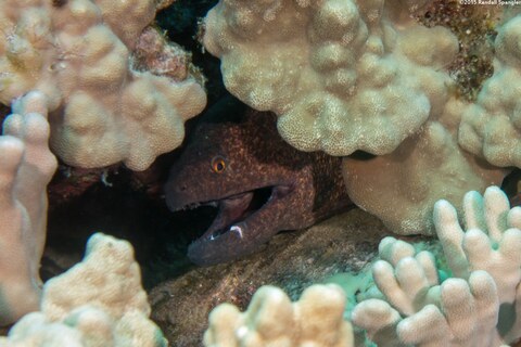 Gymnothorax flavimarginatus (Yellowmargin Moray)