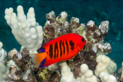 Centropyge loriculus (Flame Angelfish)