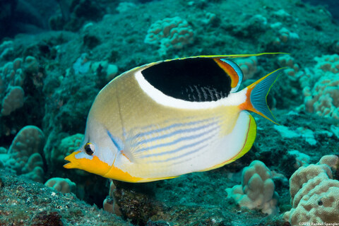 Chaetodon ephippium (Saddled Butterflyfish)