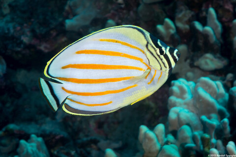 Chaetodon ornatissimus (Ornate Butterflyfish)