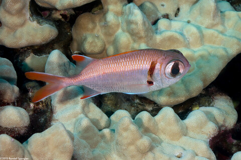 Myripristis kuntee (Pearly Soldierfish)