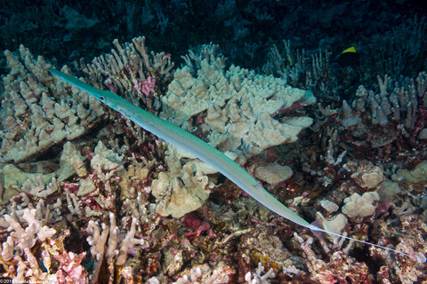 Fistularia commersonii (Bluespotted Cornetfish)