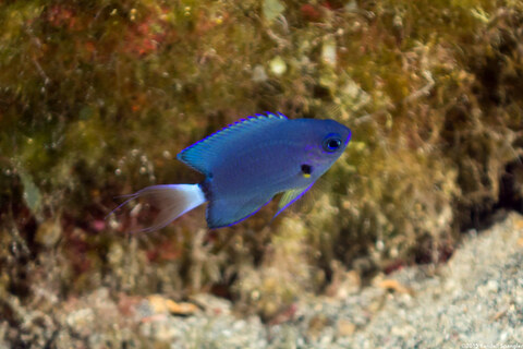 Pycnochromis leucurus (White-Tail Chromis)