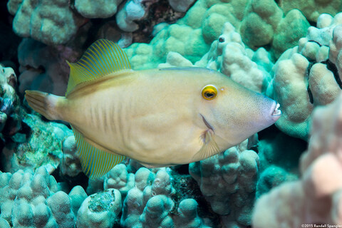 Cantherhines dumerilii (Barred Filefish)