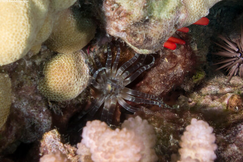 Boloceroides mcmurrichi (Swimming Anemone)