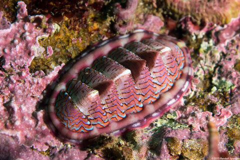 Tonicella lokii (Flame Lined Chiton)