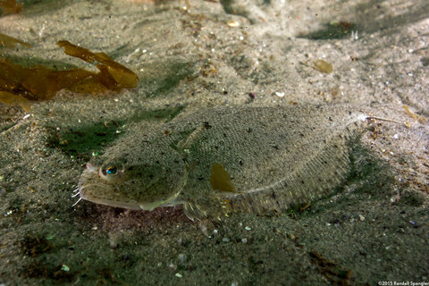 Citharichthys stigmaeus (Speckled Sanddab)