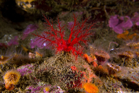 Psolus chitonoides (Slipper Sea Cucumber)