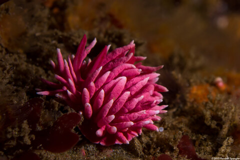 Okenia rosacea (Hopkins' Rose Nudibranch)