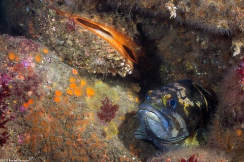 Crassadoma gigantea (Rock Scallop)