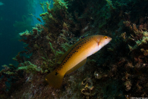 Halichoeres semicinctus (Rock Wrasse)