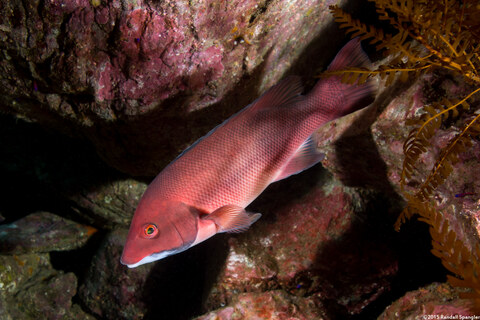 Semicossyphus pulcher (California Sheephead)