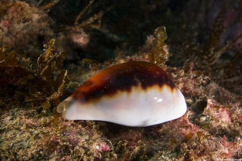 Neobernaya spadicea (Chestnut Cowry)