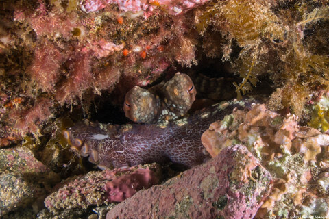 Octopus bimaculatus (Two-Spot Octopus)