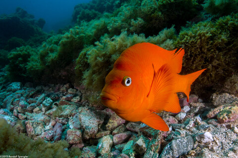 Hypsypops rubicundus (Garibaldi)
