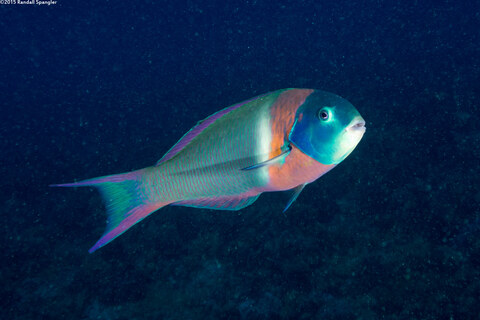 Thalassoma duperrey (Saddle Wrasse)