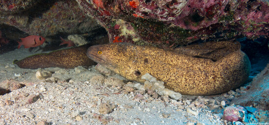 Gymnothorax flavimarginatus (Yellowmargin Moray); Note the yellow margin on the tail