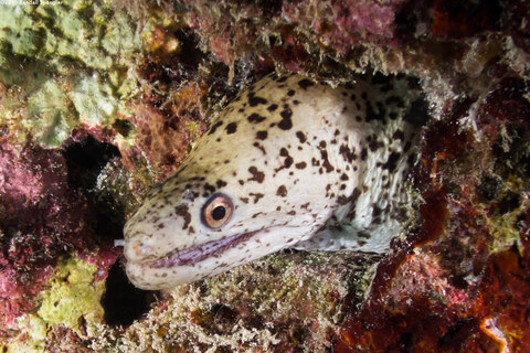 Gymnothorax eurostus (Stout Moray)