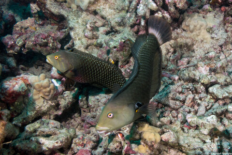 Novaculichthys taeniourus (Rockmover Wrasse)
