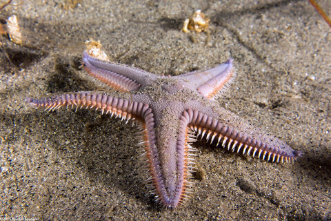 Astropecten armatus (Spiny Sand Star)