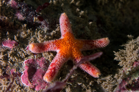 Henricia pumila (Dwarf Mottled Star)