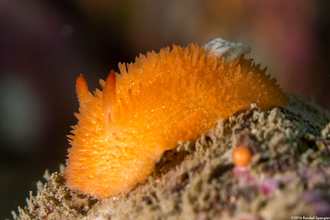 Acanthodoris lutea (Yellow Horned Dorid)