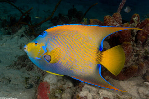 Holacanthus ciliaris (Queen Angelfish)