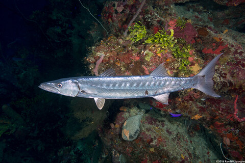 Sphyraena barracuda (Great Barracuda)