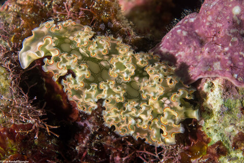 Elysia crispata (Lettuce Slug)