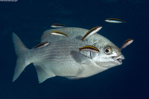 Kyphosus sandwicensis (Gray Chub)