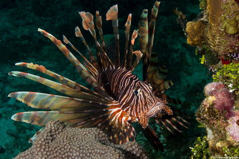 Pterois volitans (Red Lionfish)