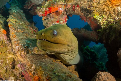 Gymnothorax funebris (Green Moray)