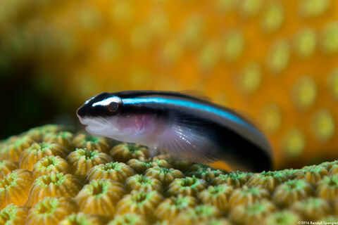 Elacatinus lobeli (Caribbean Neon Goby)