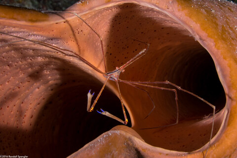 Stenorhynchus seticornis (Yellowline Arrow Crab)