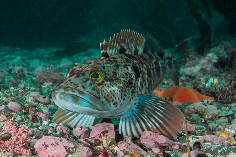 Ophiodon elongatus (Lingcod)