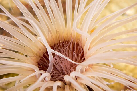 Pachycerianthus fimbriatus (Tube-Dwelling Anemone)
