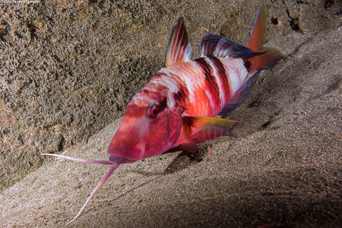 Parupeneus multifasciatus (Manybar Goatfish)