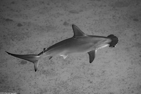 Sphyma lewini (Scalloped Hammerhead Shark)