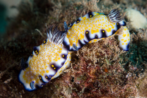 Hypselodoris imperialis (Imperial Nudibranch)