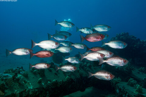 Priacanthus meeki (Hawaiian Bigeye)