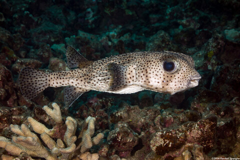 Diodon hystrix (Porcupinefish)