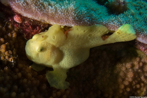 Antennarius commerson (Commerson's Frogfish)
