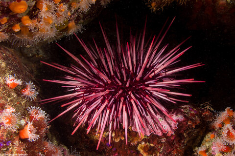 Mesocentrotus franciscanus (Red Sea Urchin)