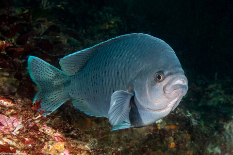 Chromis punctipinnis (Blacksmith)