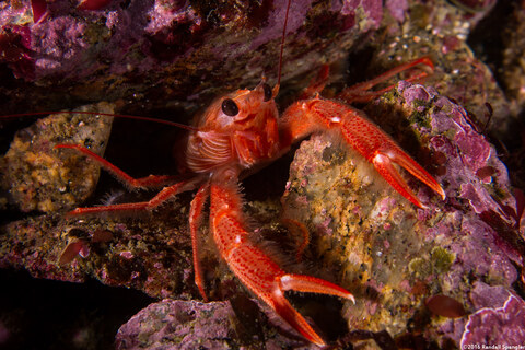 Pleuroncodes planipes (Pelagic Red Crab)