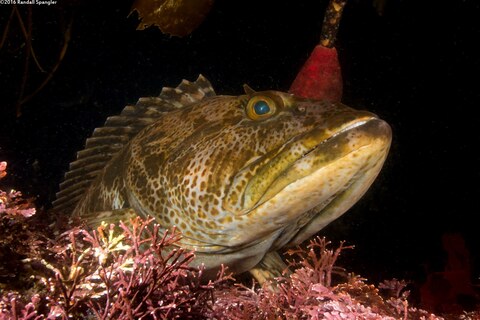 Ophiodon elongatus (Lingcod)